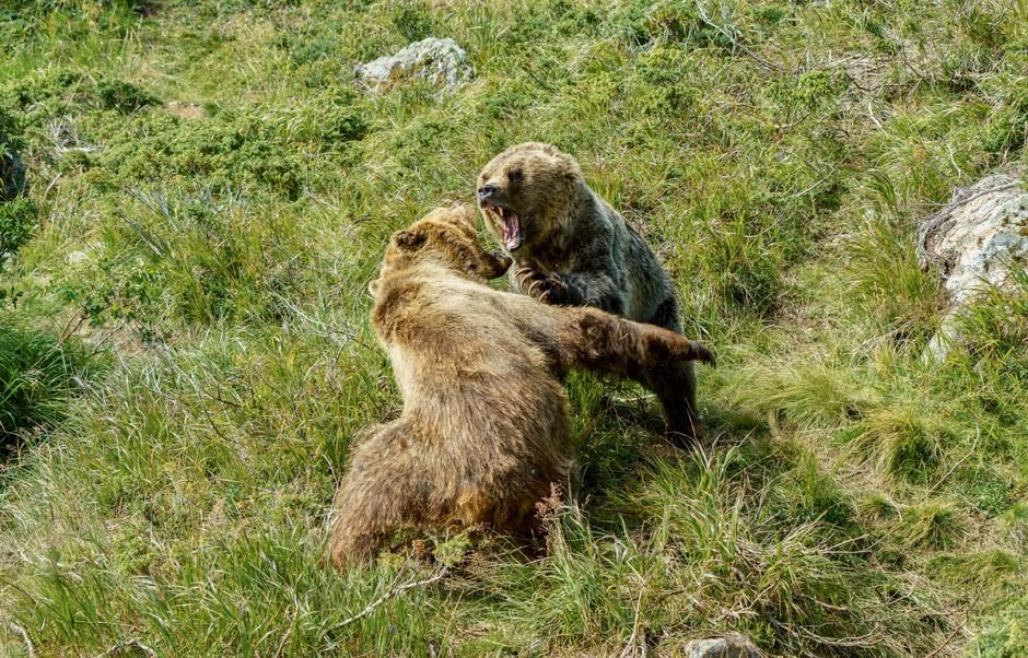 Is Grizzly Tools Going Out of Business